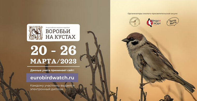 В весенние каникулы обучающиеся 5б класса МБОУ СОШ№1 г. Скопина под руководством учителя биологии Сусловой С.М. приняли участие во Всероссийской переписи воробьев «Воробьи на кустах»..